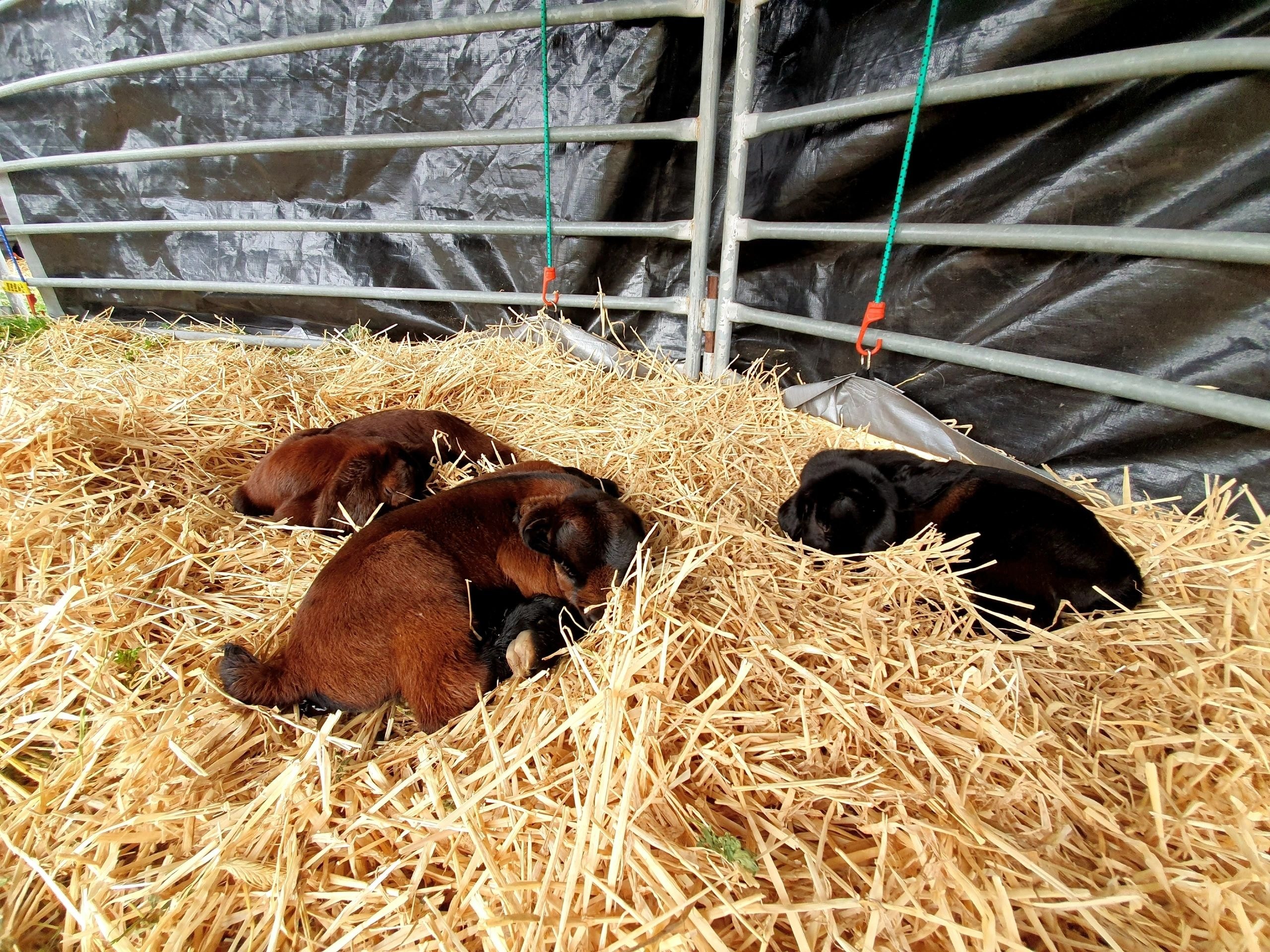 Goats resting in straw pen