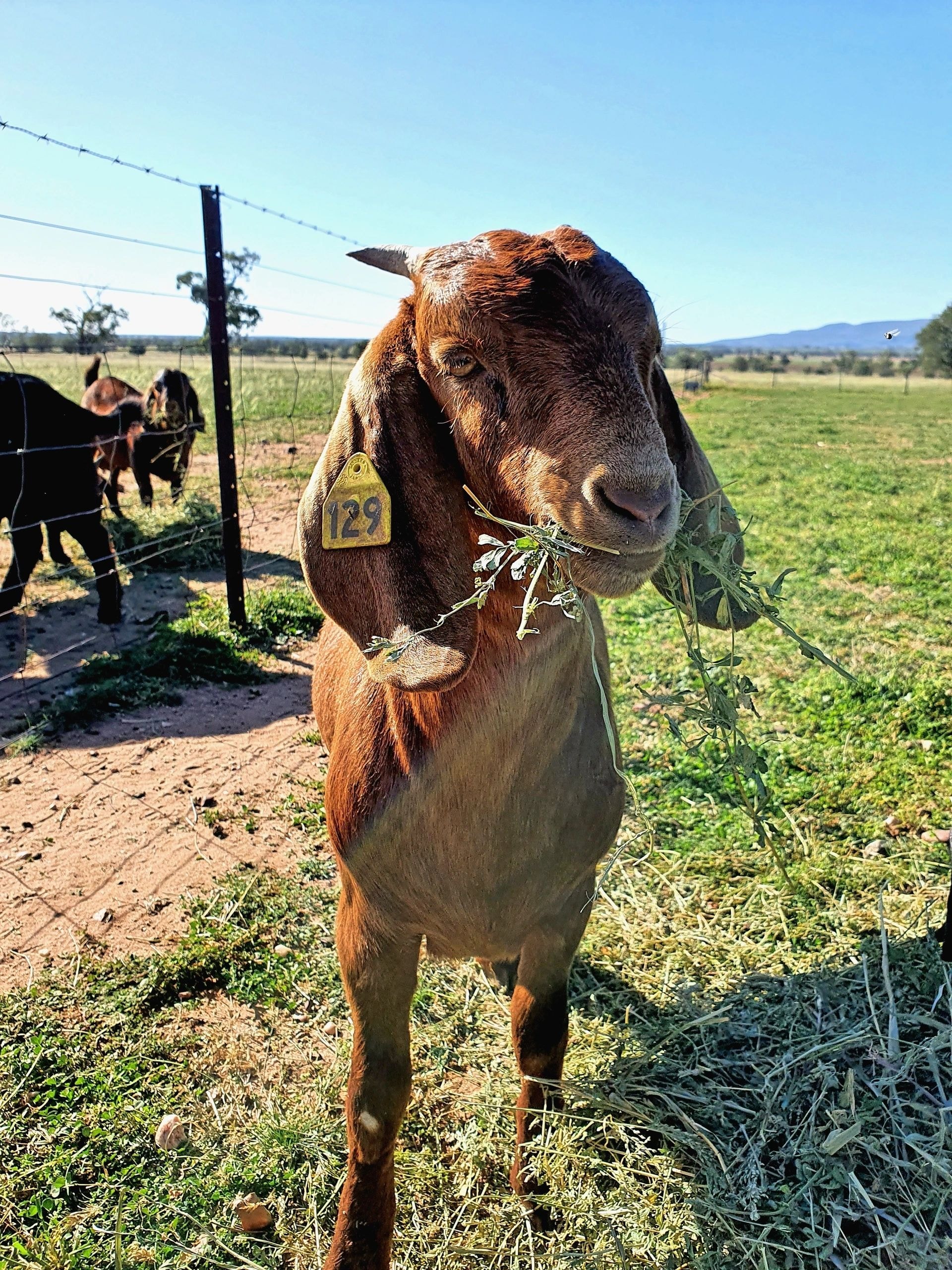 Goat eating grass in pasture