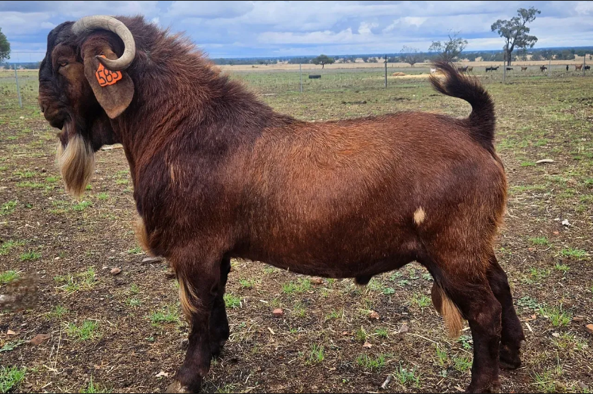 210585 Red Boer Goat