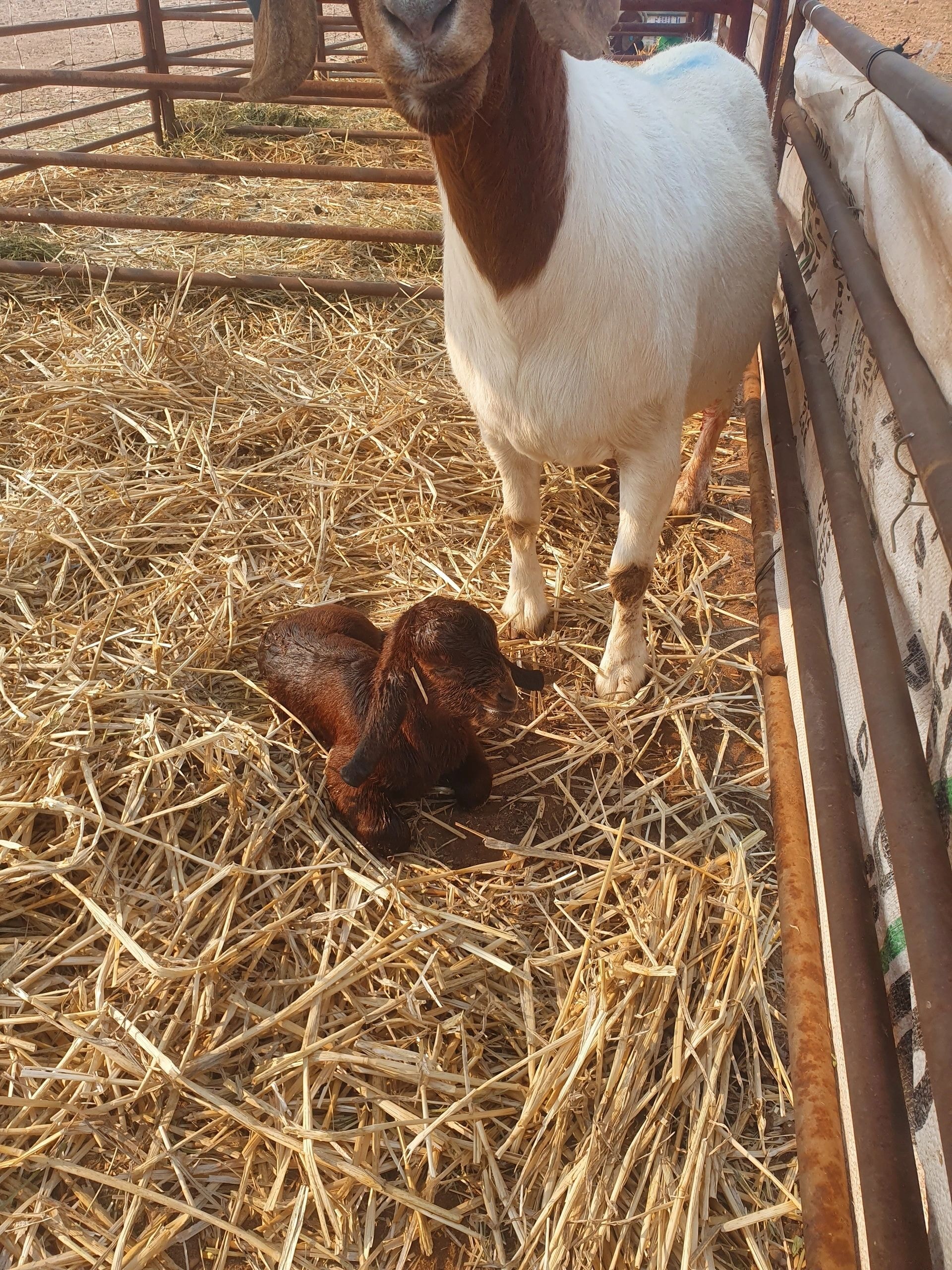 Goats in farm pen with hay