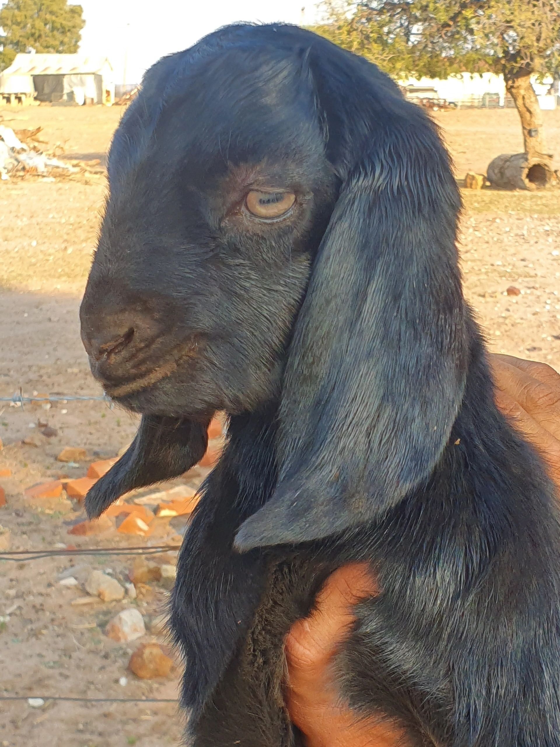 Dopey Sarah goat