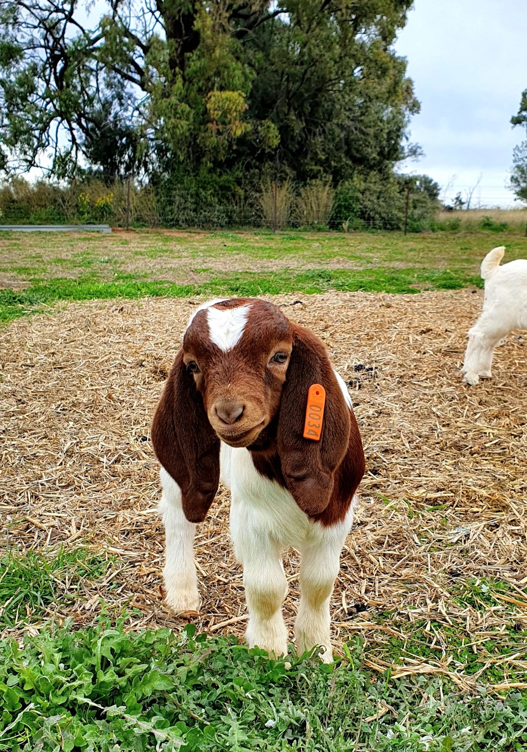 Herd at True Western Goat Stud