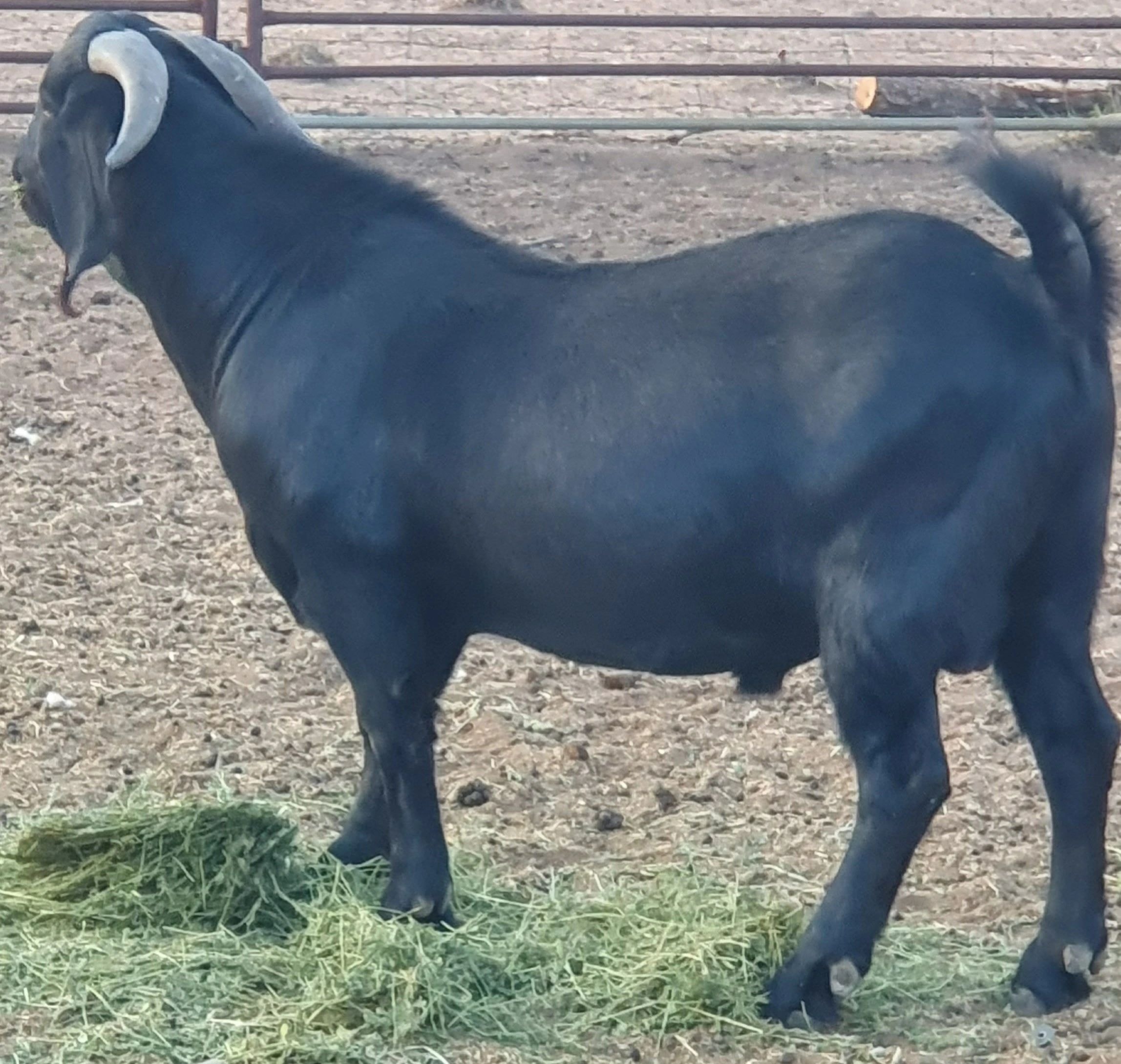 Black goat standing in pen