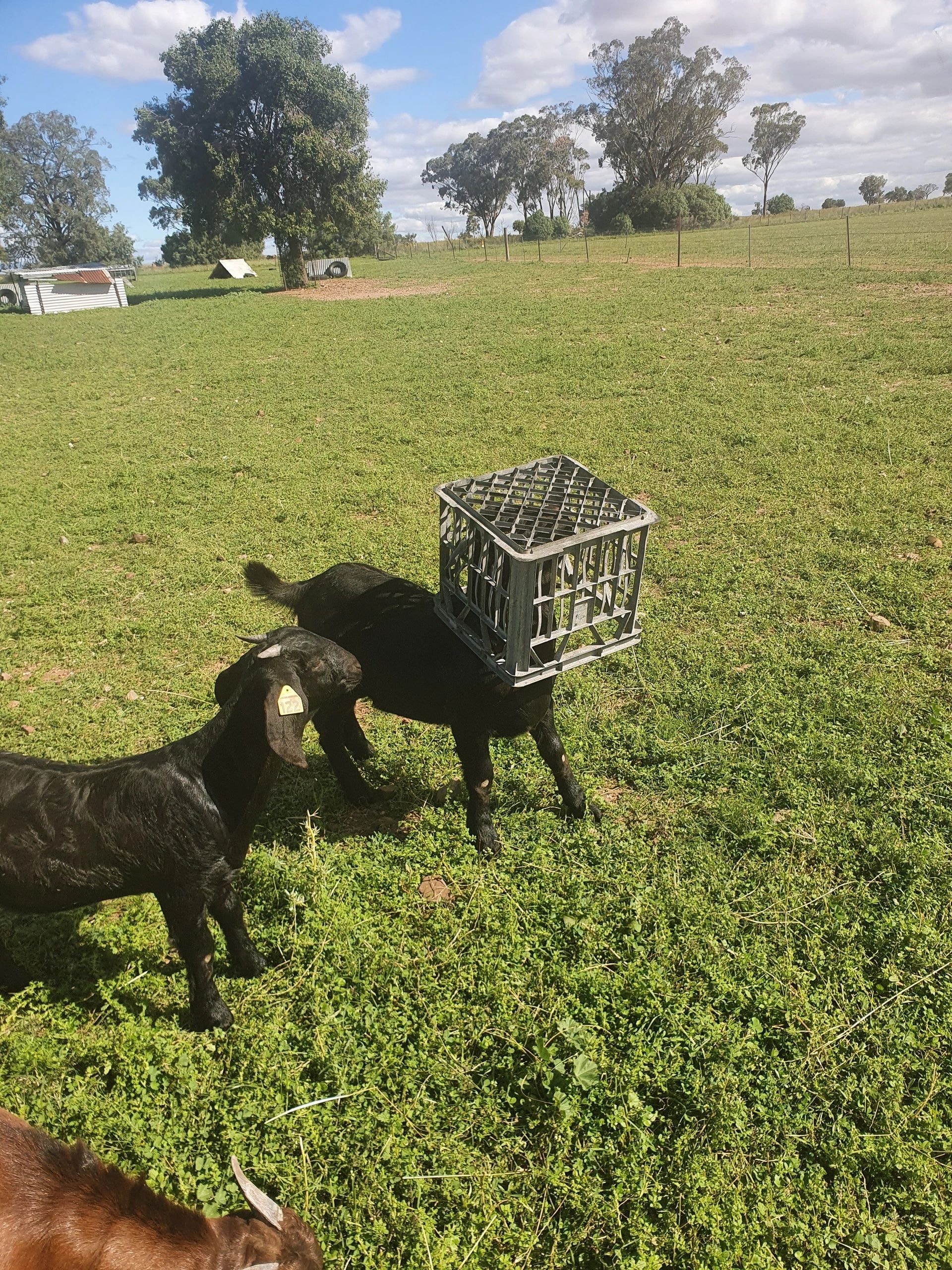 Goat with milk crate on rural farm