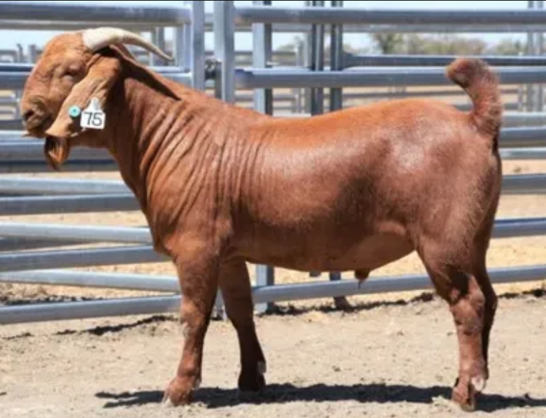 3065 Smokin Prince goat