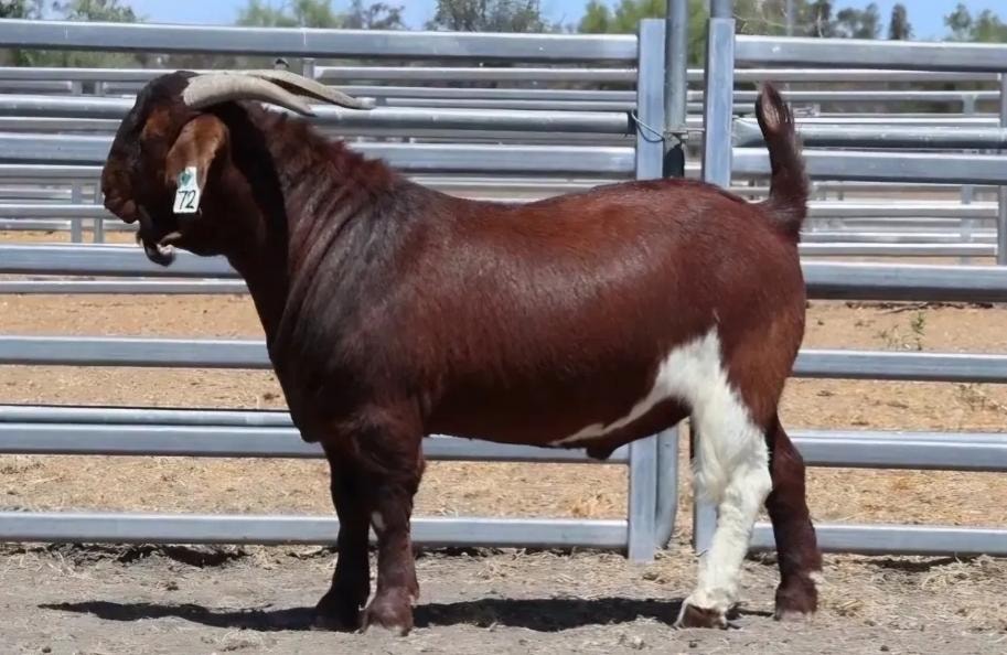 3079 Iron Man goat