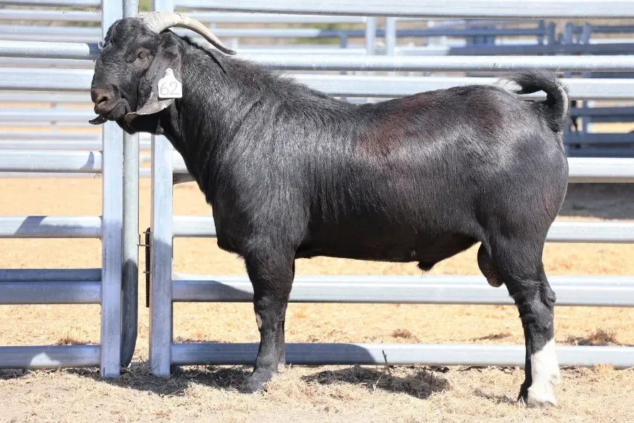 Amarillo goat in pen