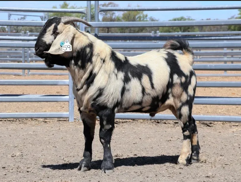 Total Domination goat in pen