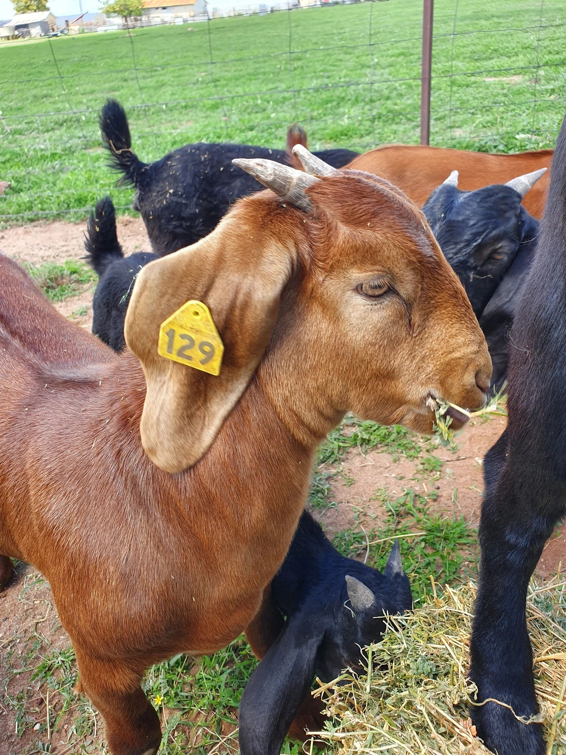 Brown goat with ear tag grazing