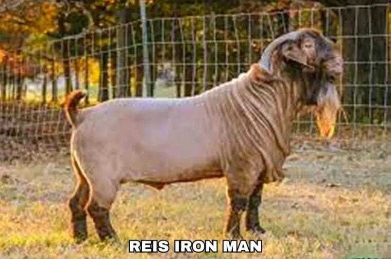 Reis Iron Man — USA Sire