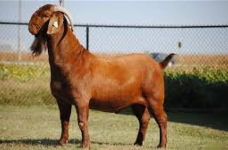 SDG Rocknhells Ima Smokin' Prince — USA Red Sire