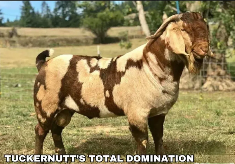 Tuckernutt's Total Domination — USA Dapple Sire